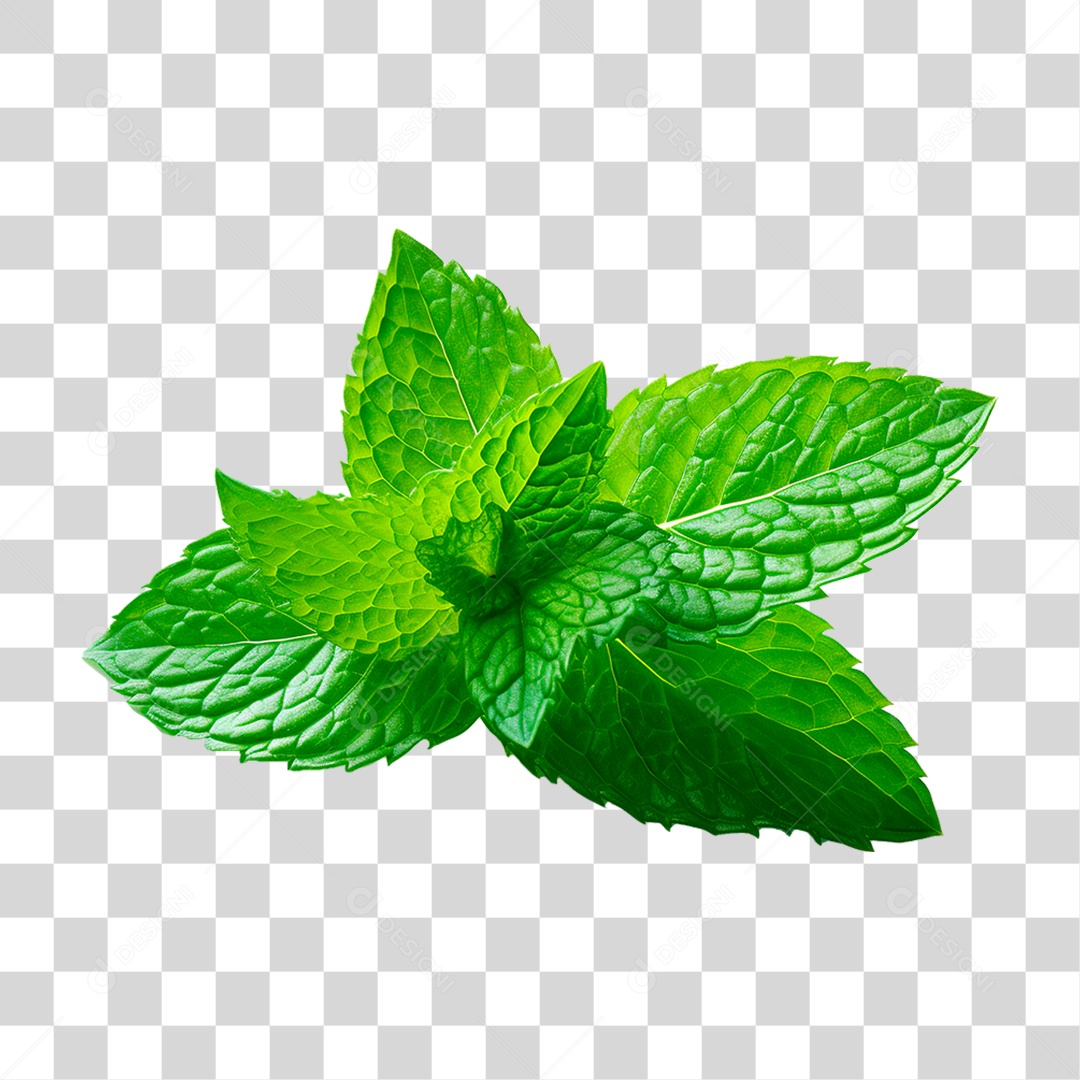 Folha de Hortelã PNG Transparente