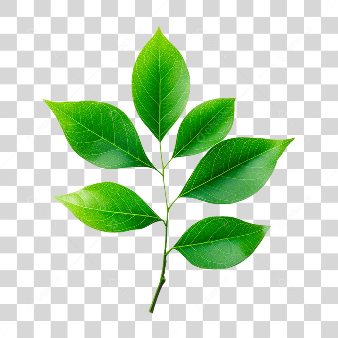 Galho Verde PNG Transparente
