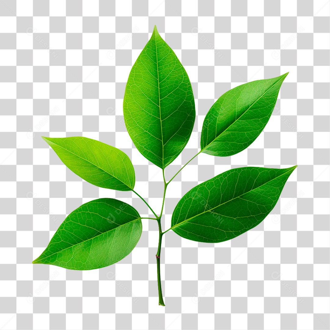 Galho Verde PNG Transparente