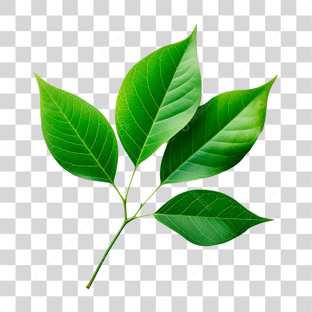 Galho Verde PNG Transparente