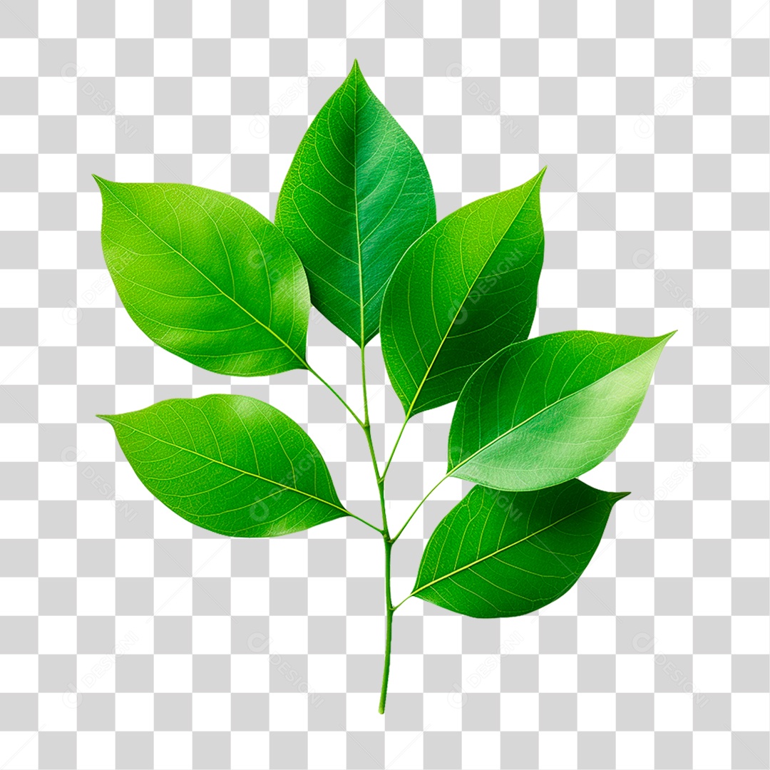 Galho Verde PNG Transparente