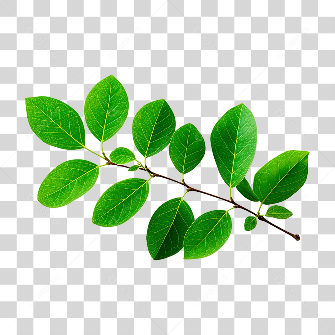 Galho Verde PNG Transparente