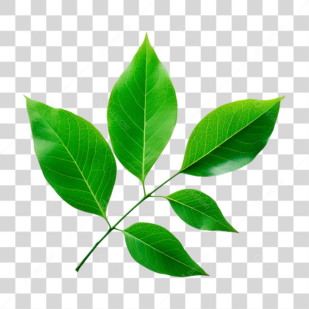 Galho Verde PNG Transparente