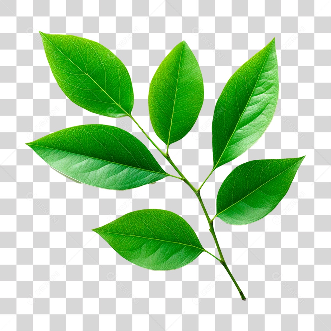 Galho Verde PNG Transparente