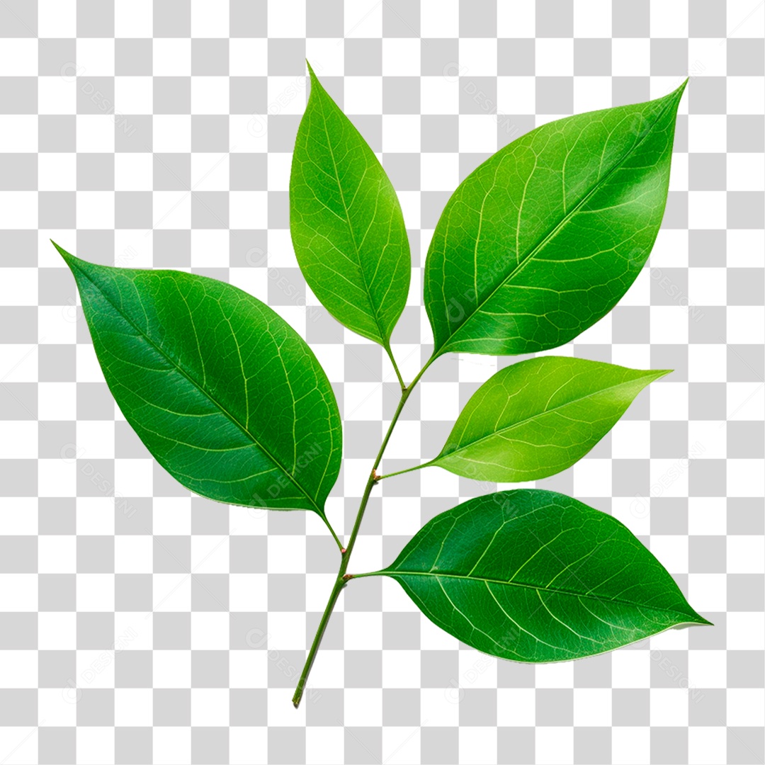 Galho Verde PNG Transparente