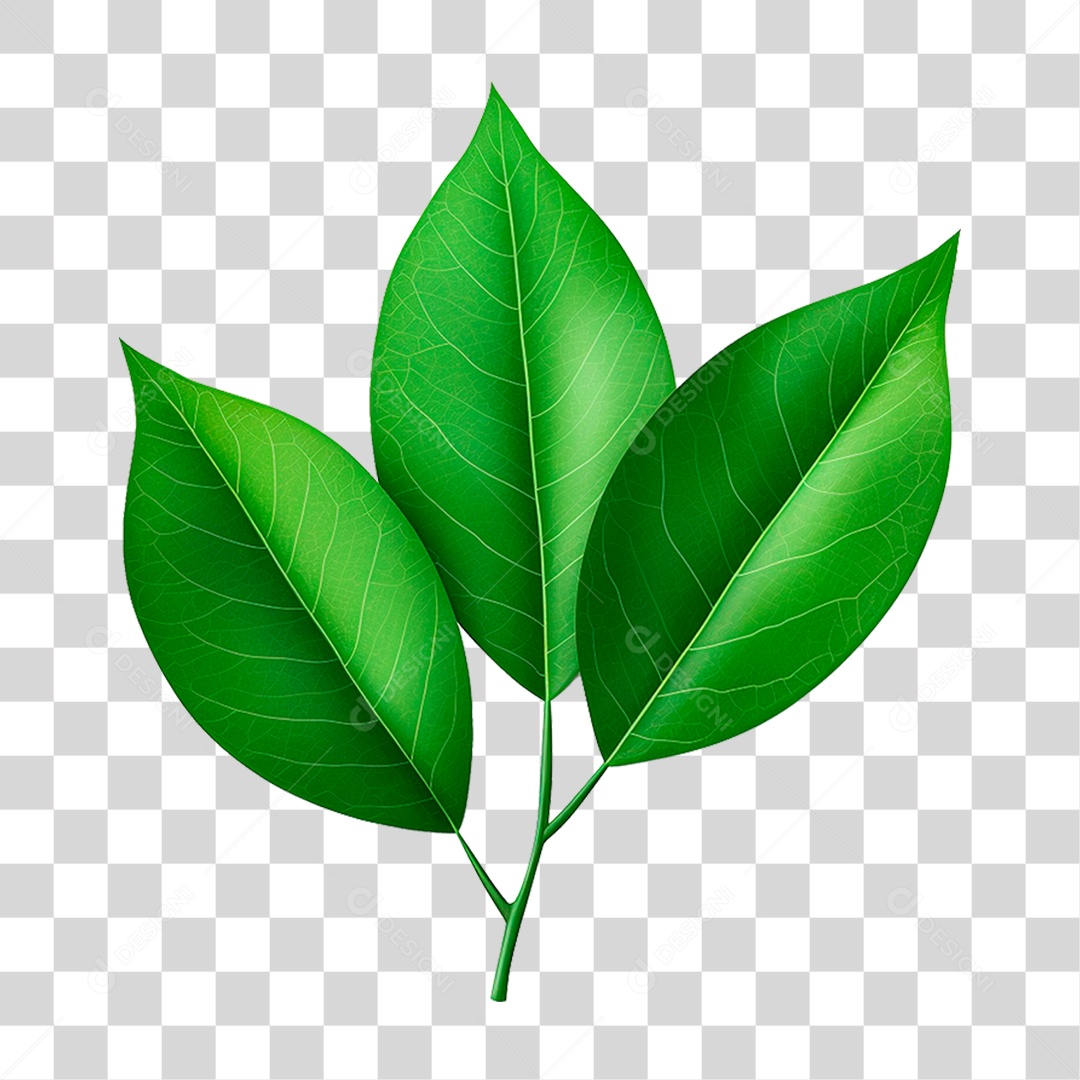 Folhas Verde PNG Transparente