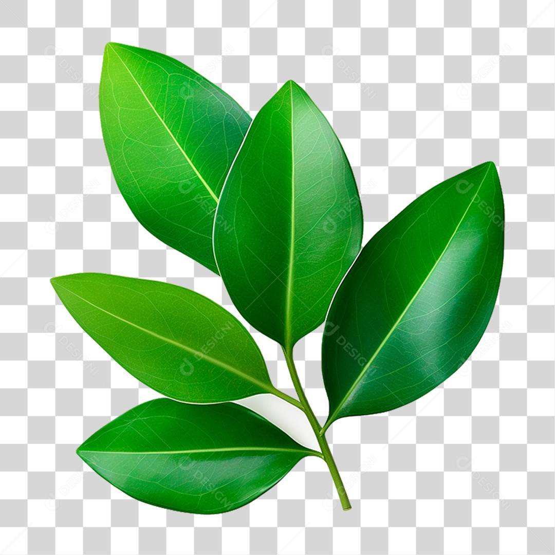Galho Verde PNG Transparente