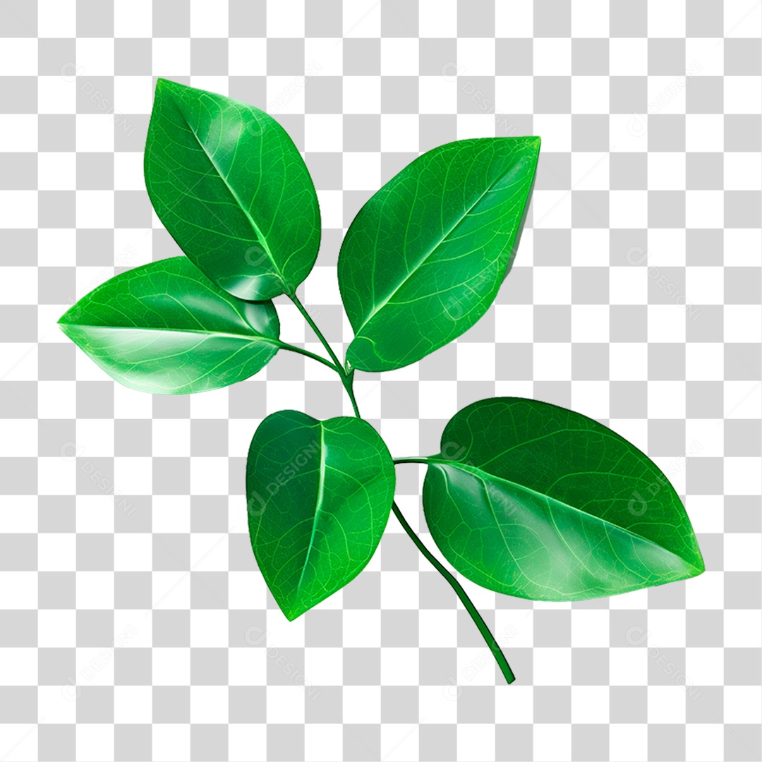 Galho Verde PNG Transparente