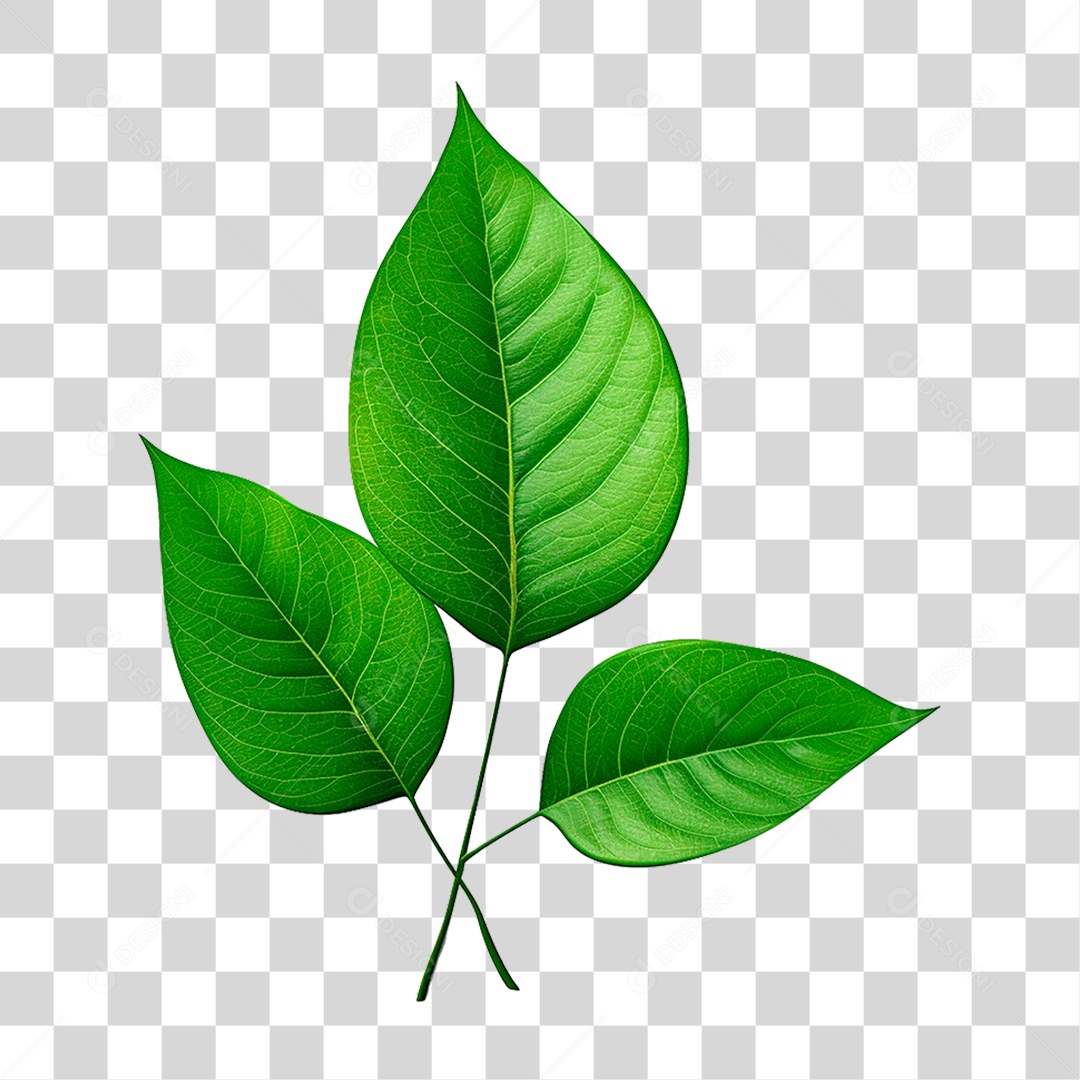 Folhas Verde PNG Transparente