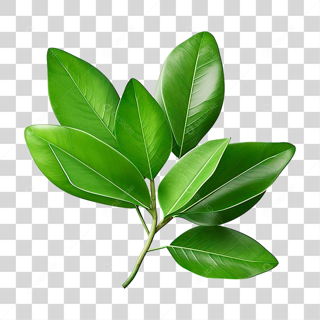 Galho Verde PNG Transparente