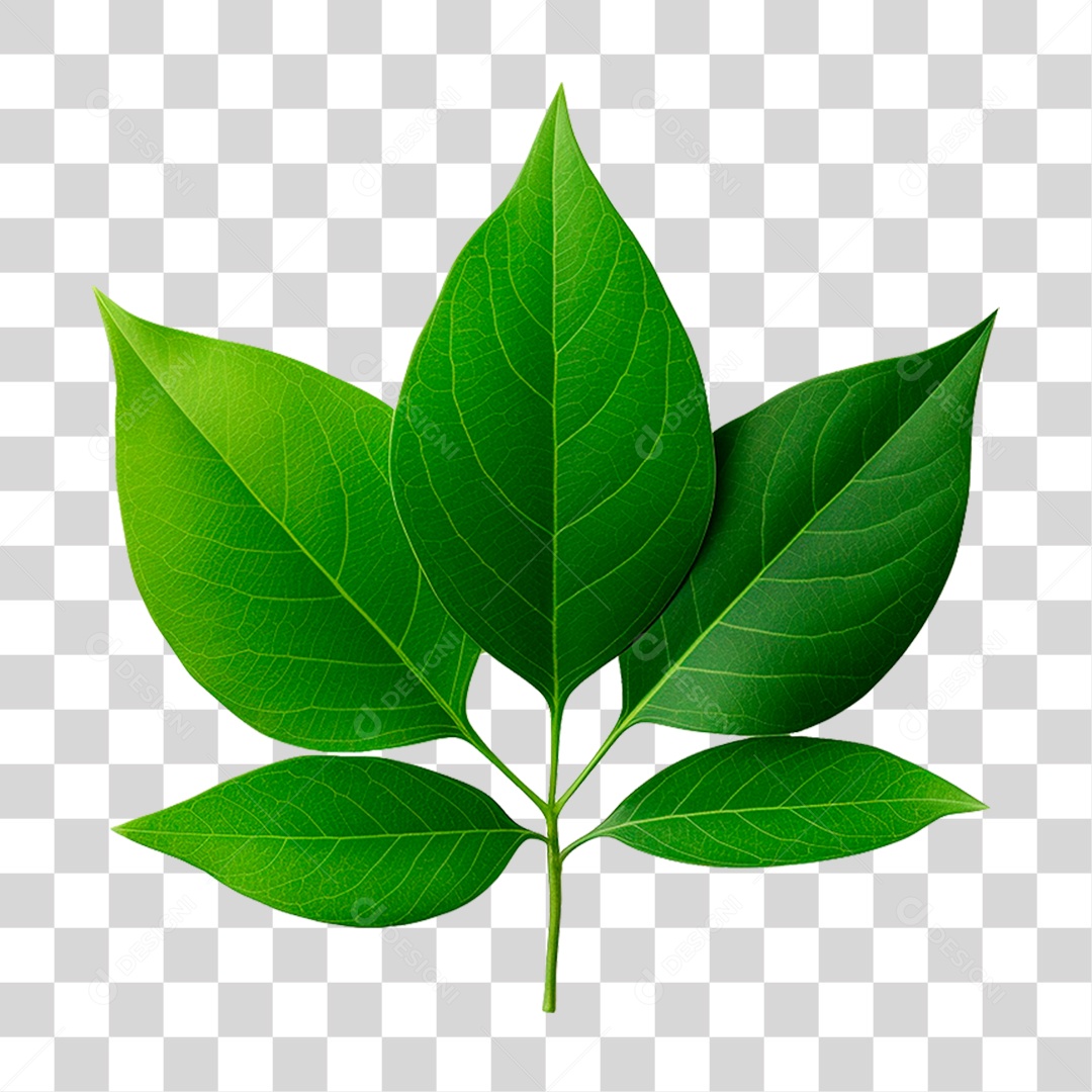 Galho Verde PNG Transparente