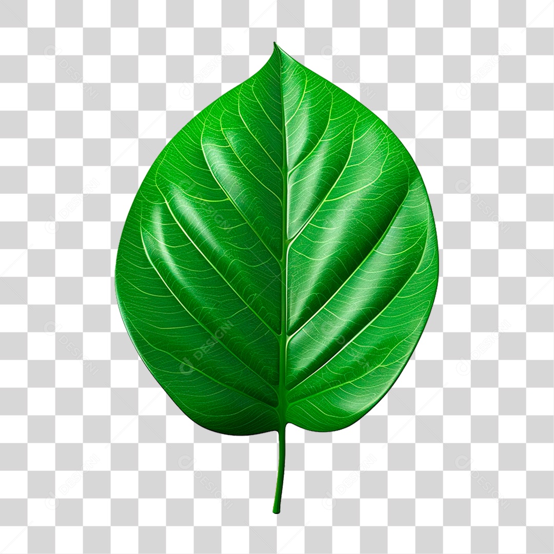 Folha Verde PNG Transparente