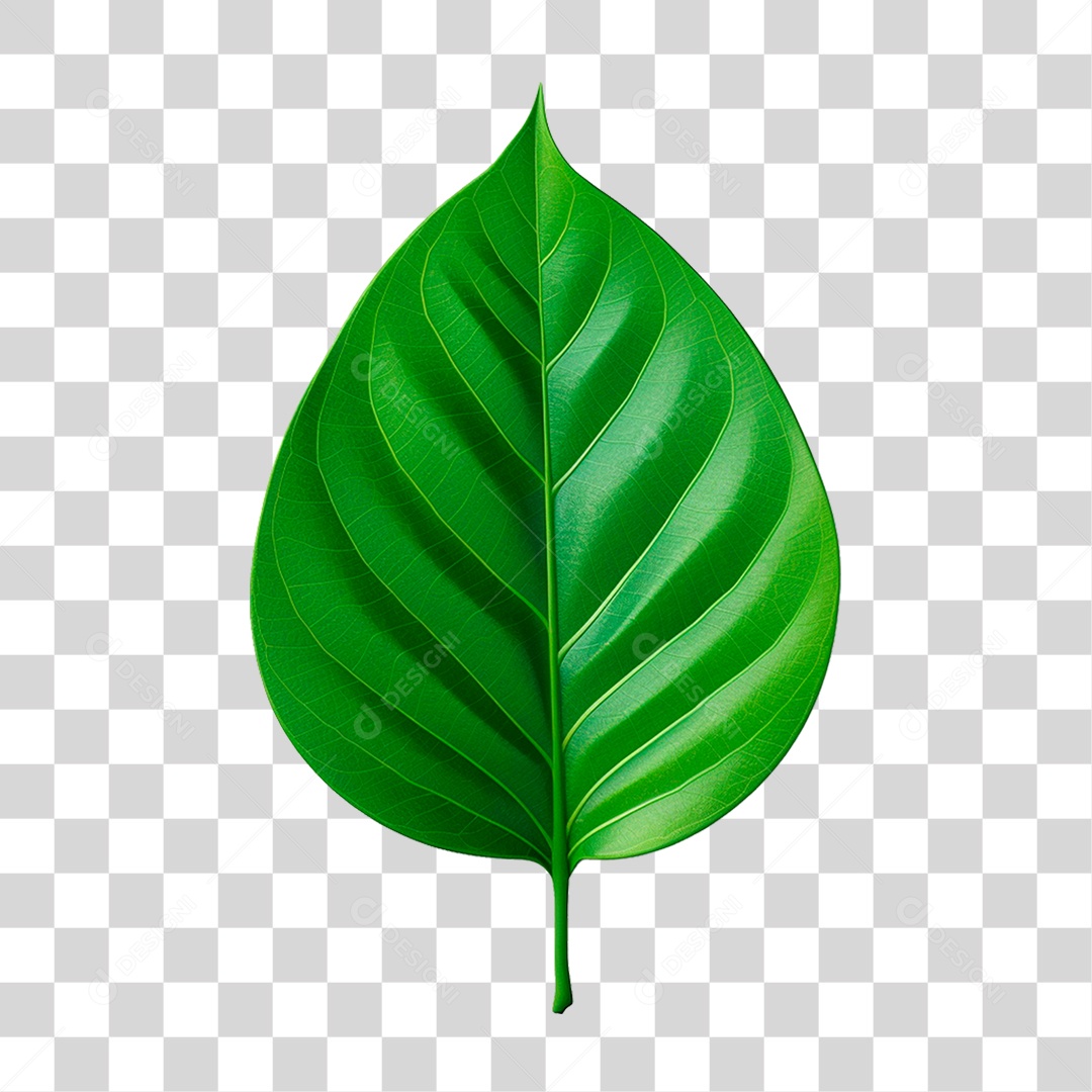 Folha Verde PNG Transparente