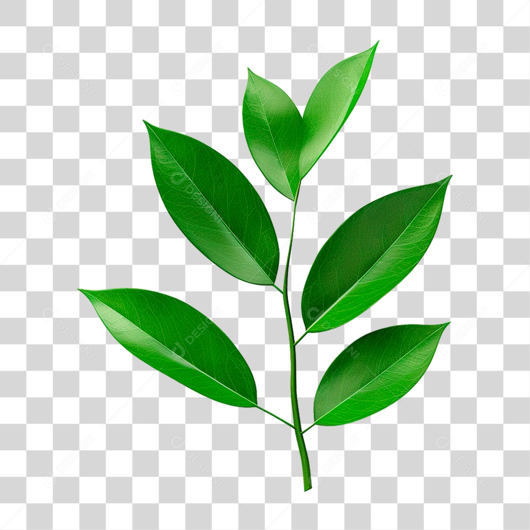 Galho Verde PNG Transparente