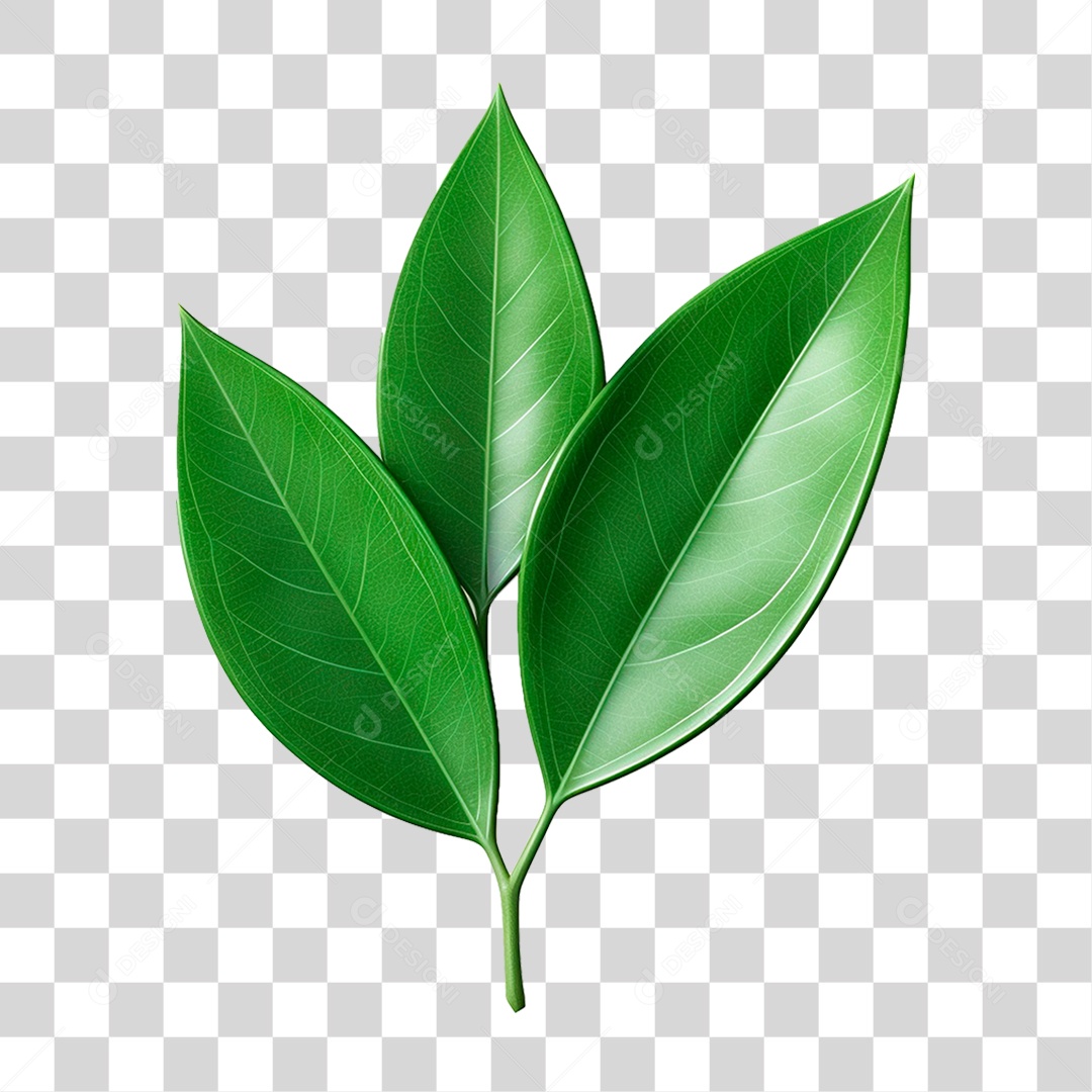 Galho Verde PNG Transparente