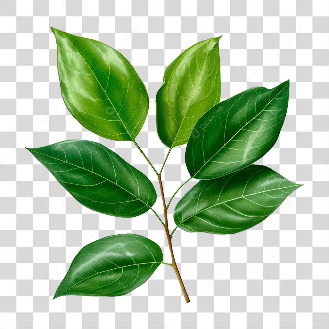 Galho Verde PNG Transparente