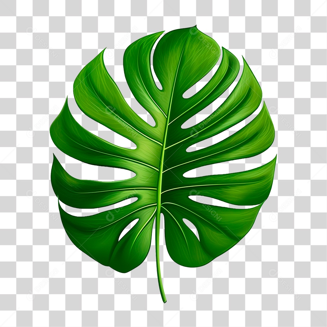 Folha Costela de Adão PNG Transparente