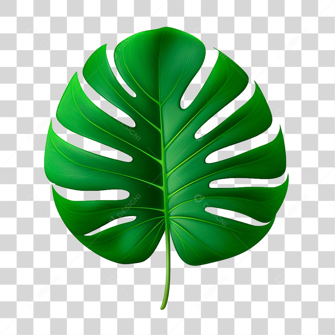 Folha Costela de Adão PNG Transparente