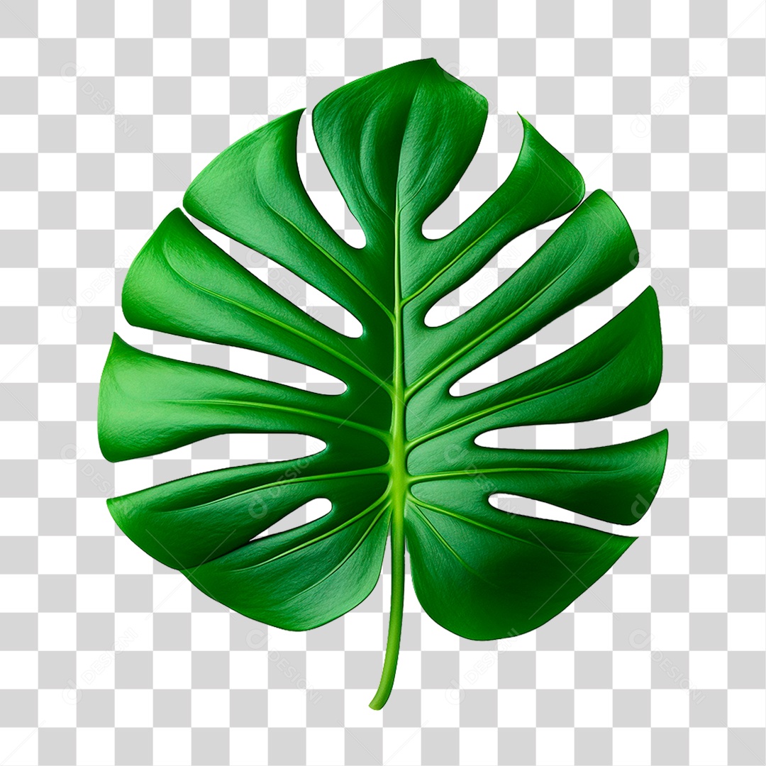 Folha Costela de Adão PNG Transparente