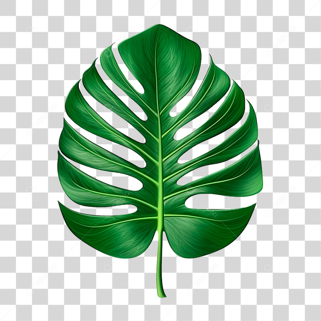 Folha Costela de Adão PNG Transparente