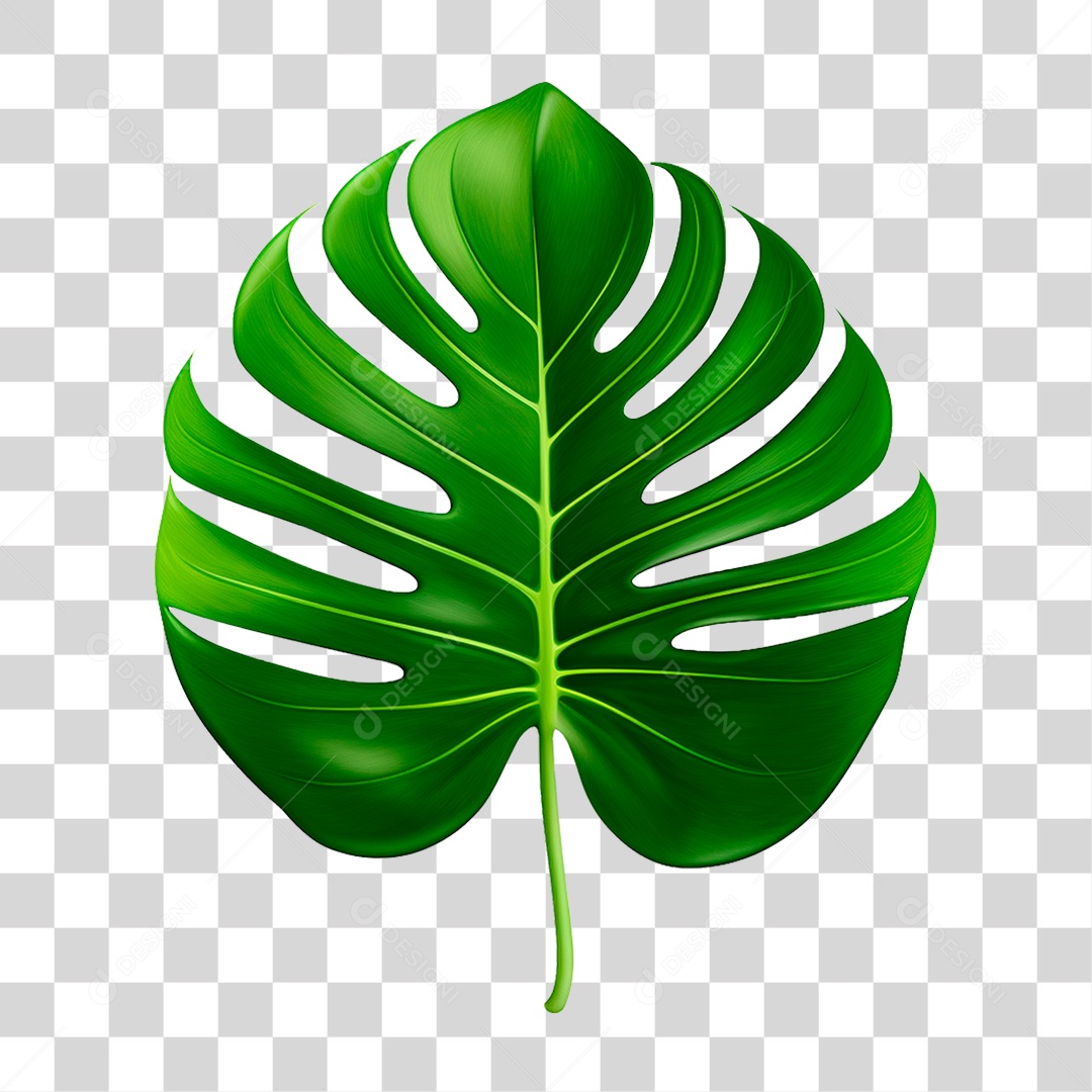 Folha Costela de Adão PNG Transparente