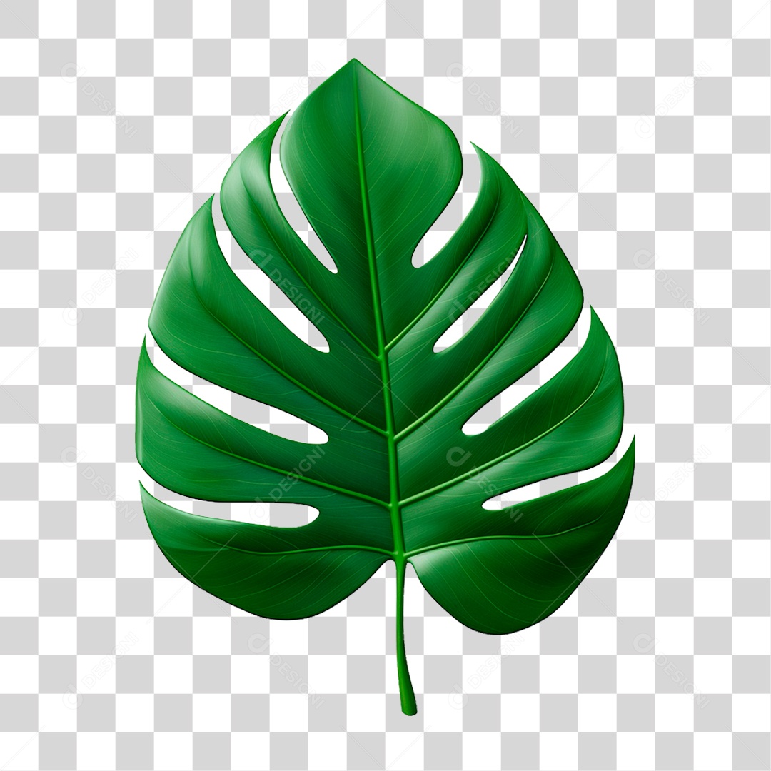 Folha Costela de Adão PNG Transparente