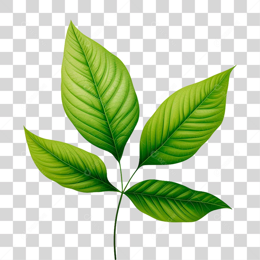 Folhas Verdes PNG Transparente