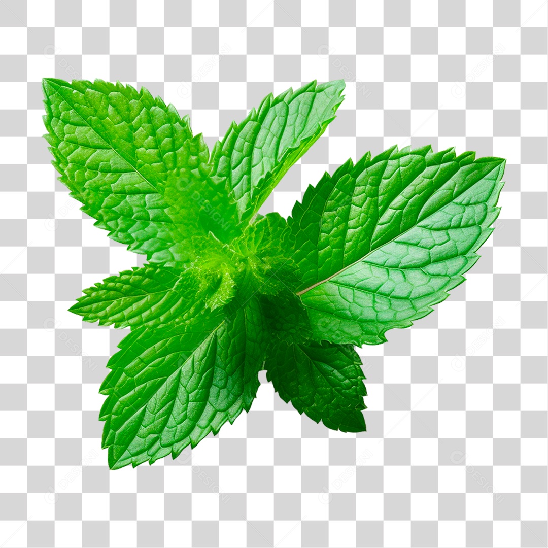 Folhas de Hortelã PNG Transparente