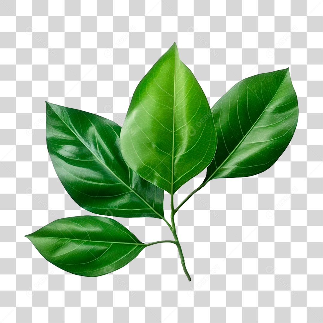 Folhas Verdes PNG Transparente