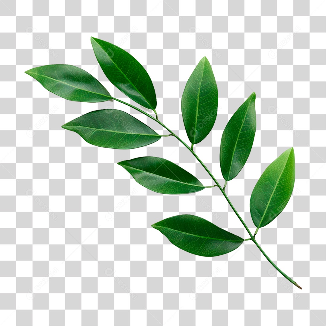 Folhas Verdes PNG Transparente
