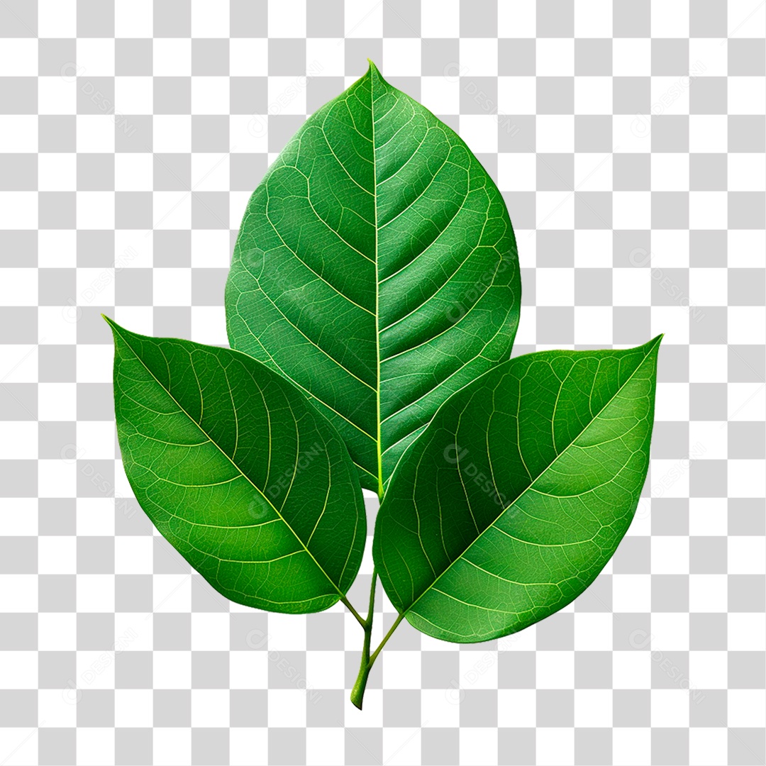 Folhas Verdes PNG Transparente