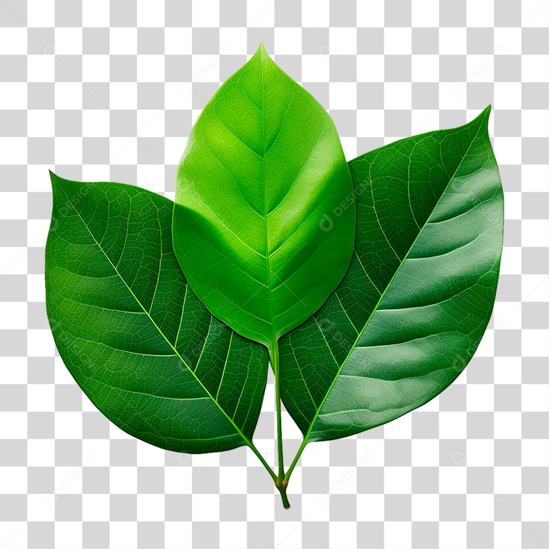 Folhas Verdes PNG Transparente