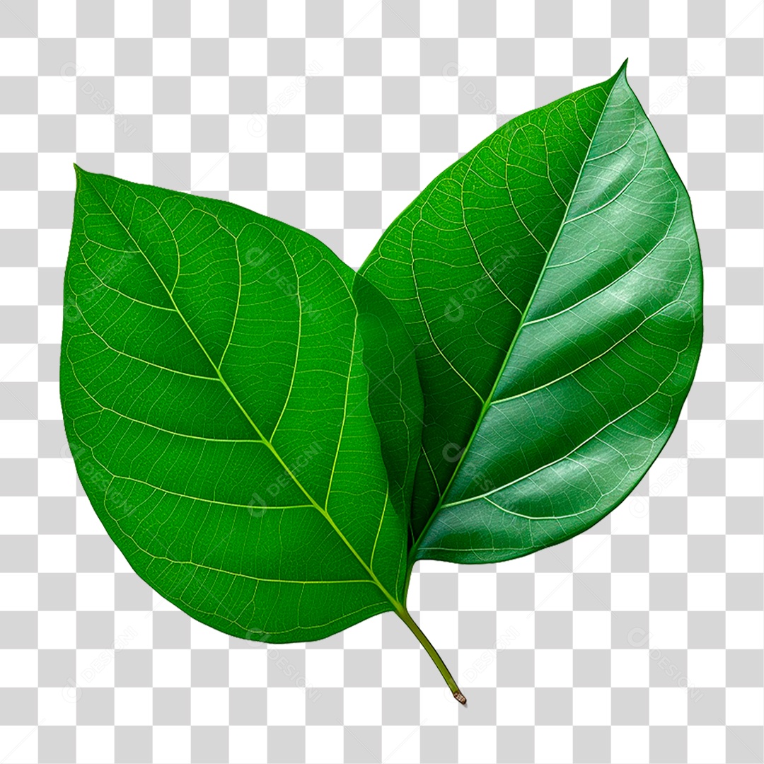 Folhas Verdes PNG Transparente