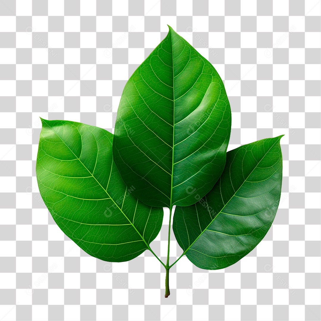 Folhas Verdes PNG Transparente