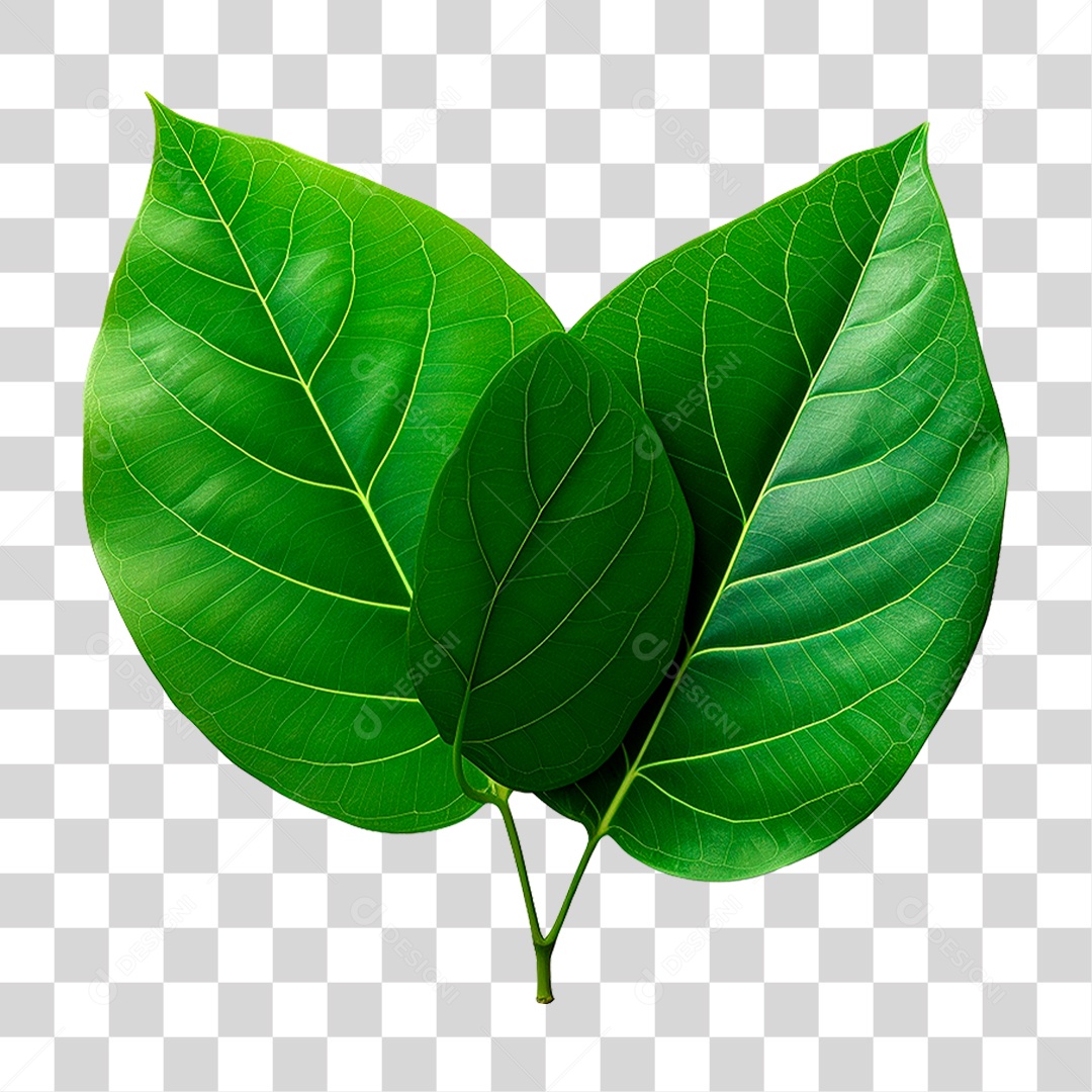 Folhas Verdes PNG Transparente