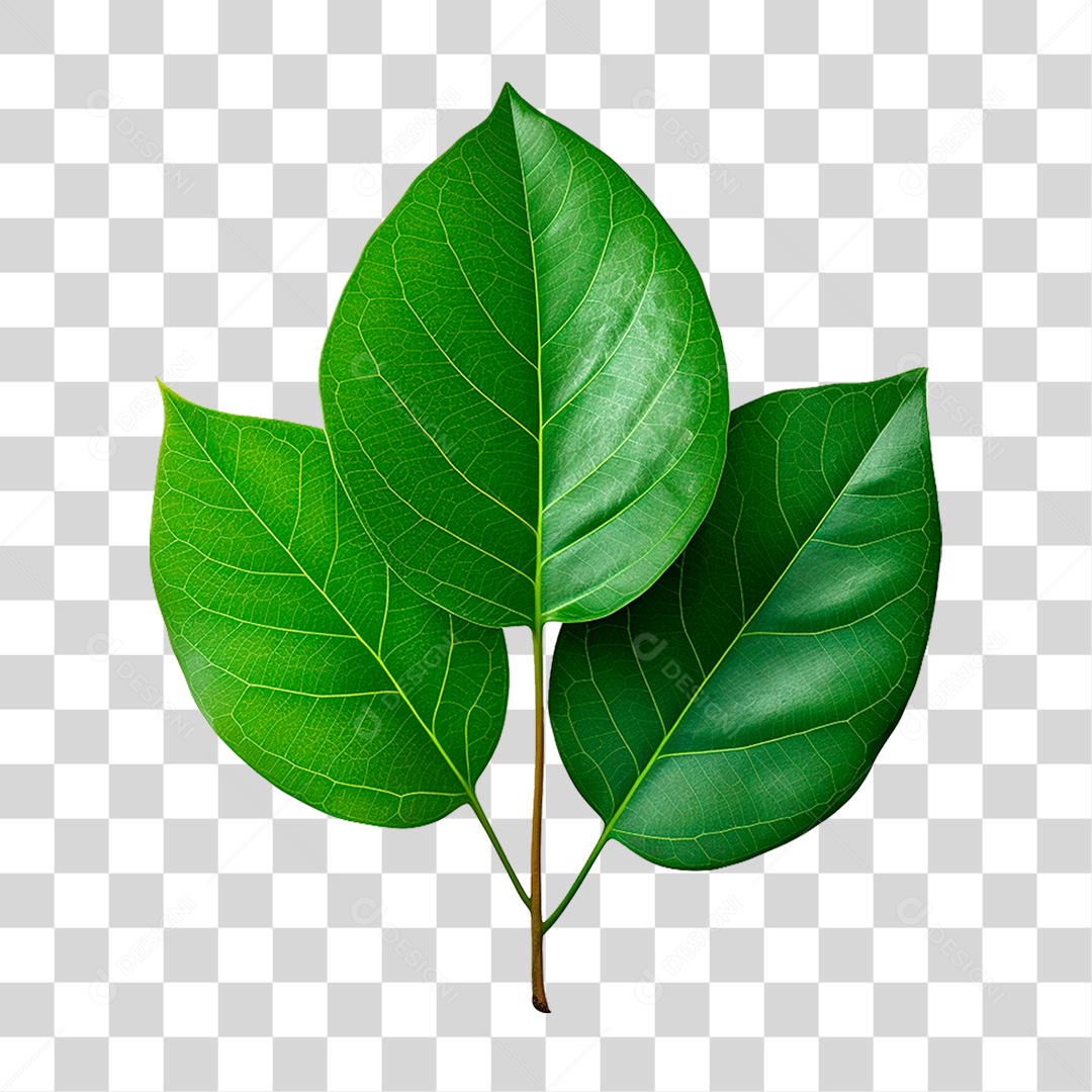 Folhas Verdes PNG Transparente