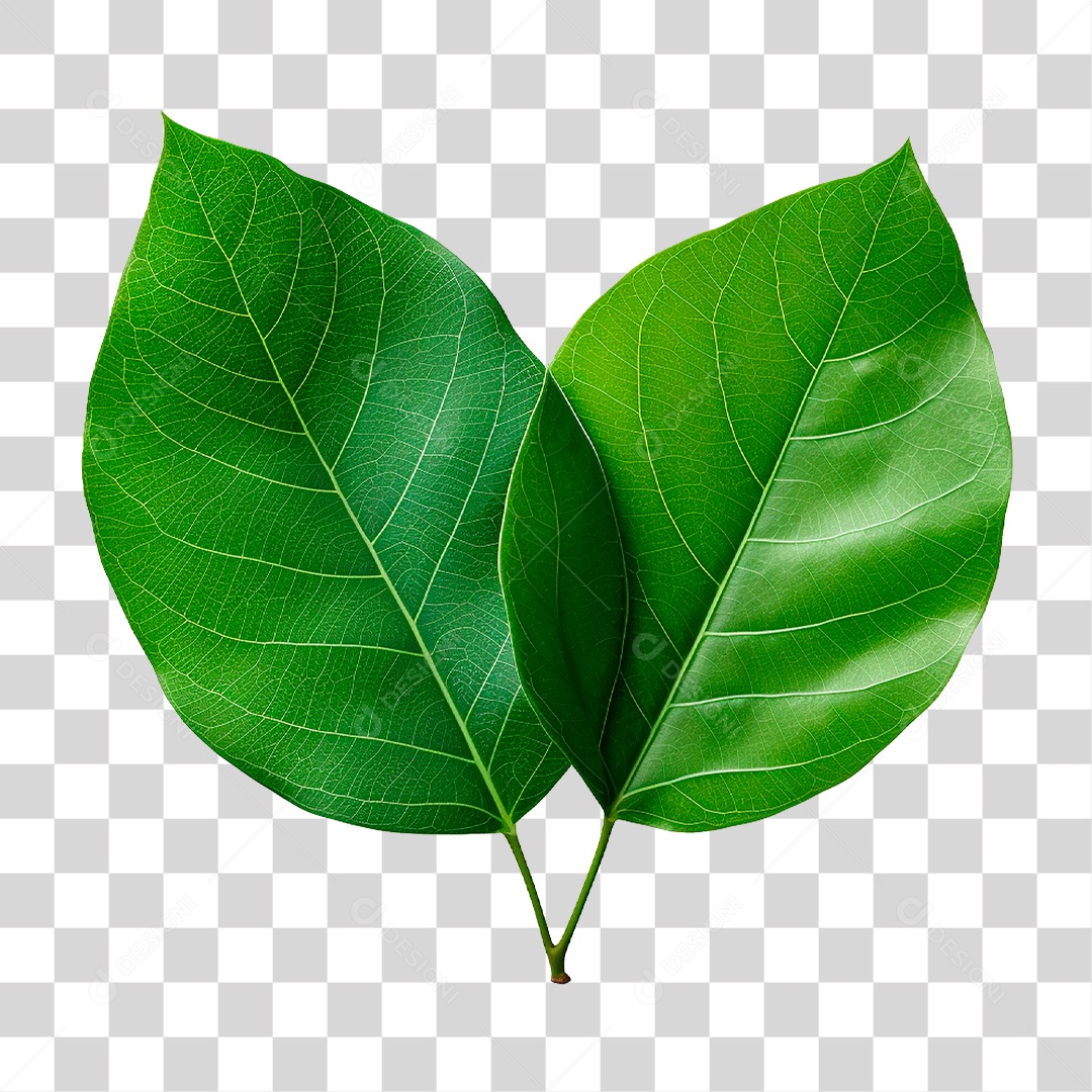 Folhas Verdes PNG Transparente