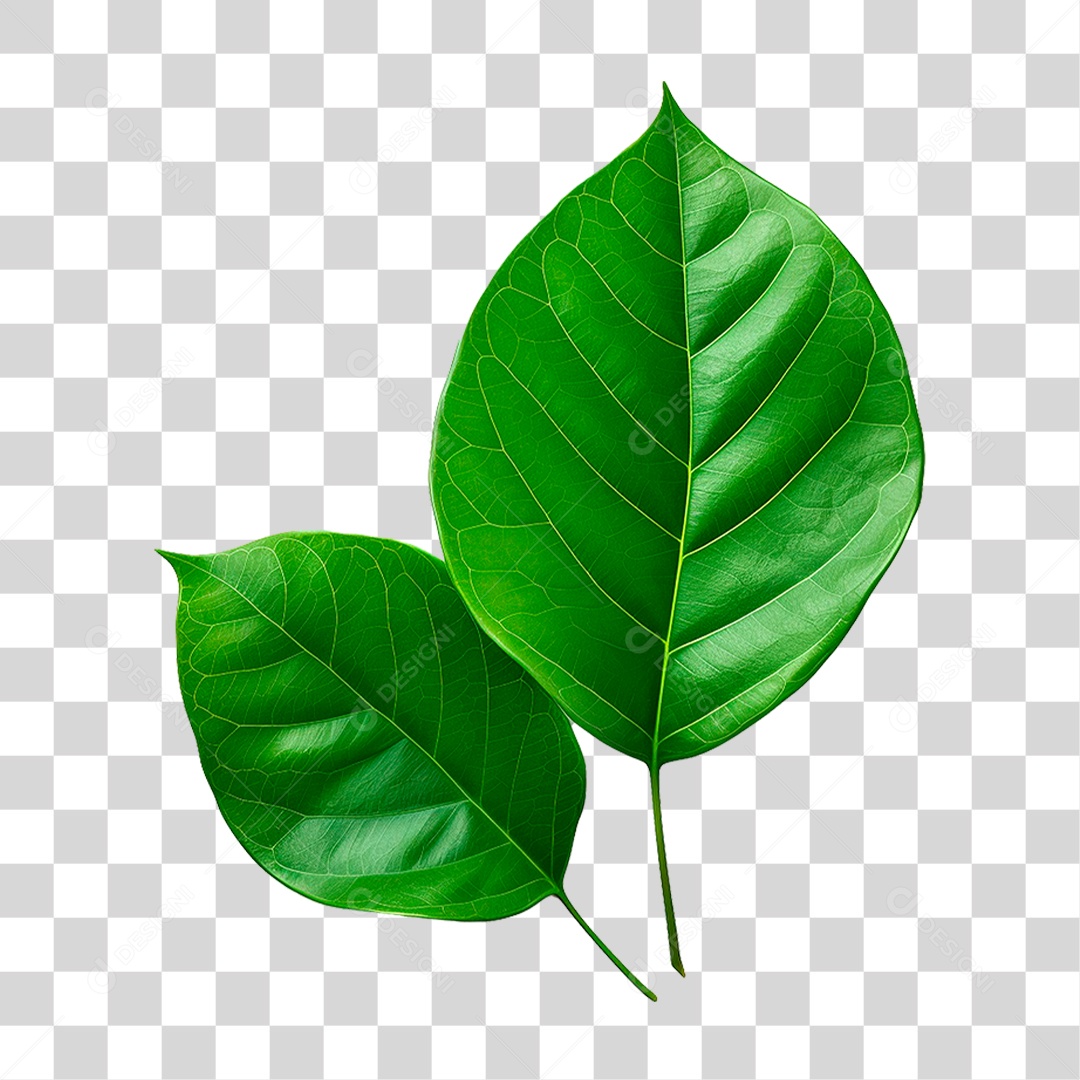 Folha Verde PNG Transparente