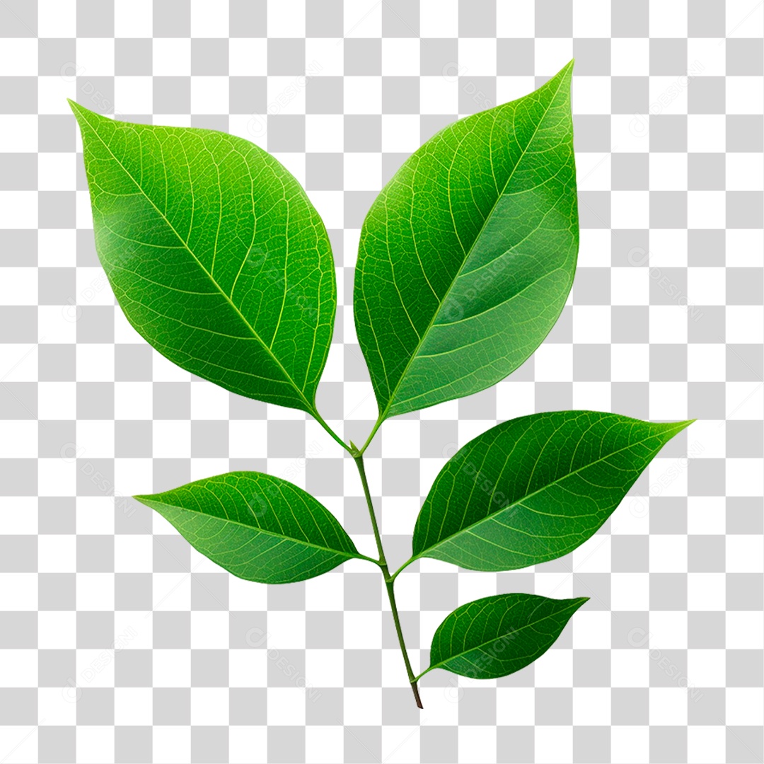 Folha Verde PNG Transparente
