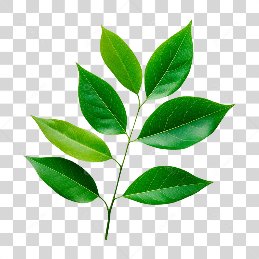 Folha Verde PNG Transparente