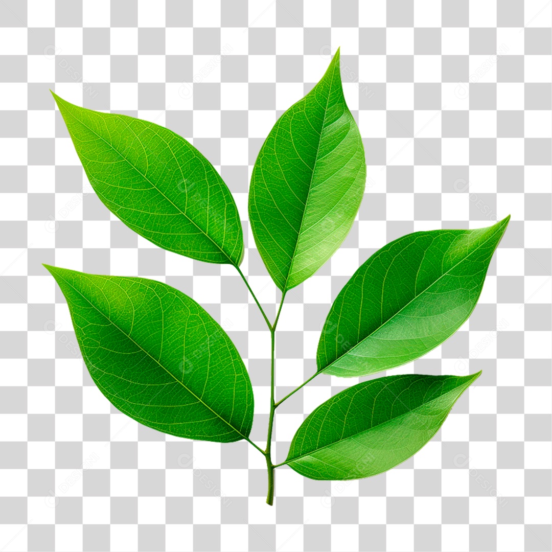 Folha Verde PNG Transparente