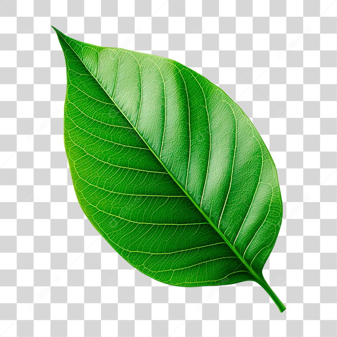 Folha Verde PNG Transparente