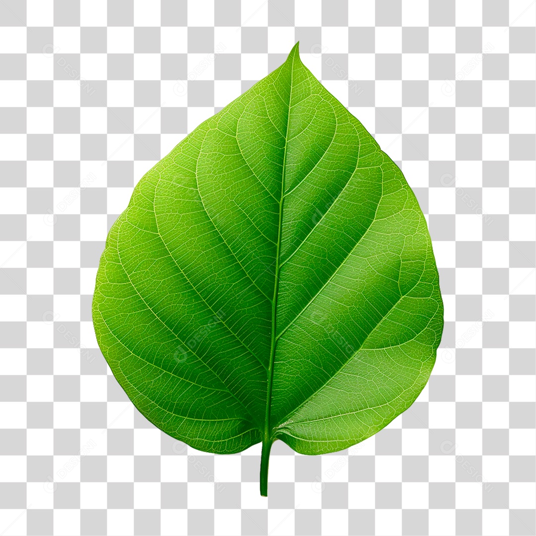 Folha Verde PNG Transparente