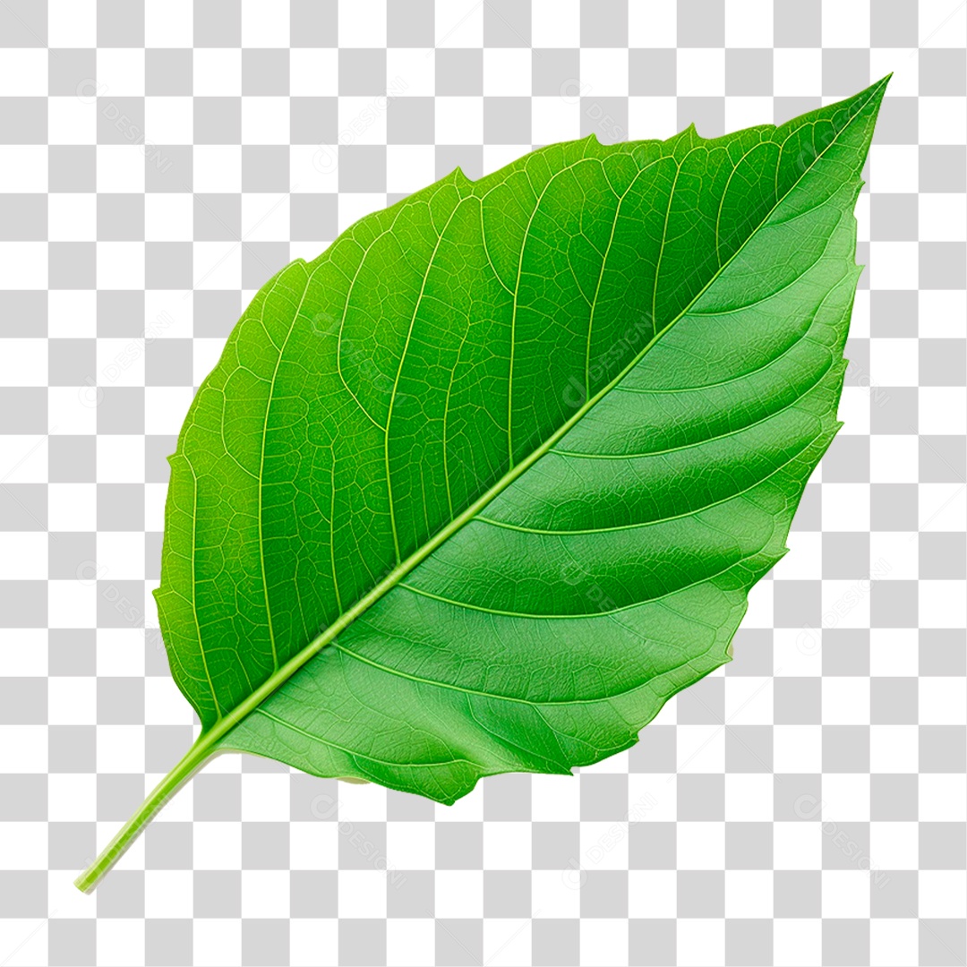 Folha Verde PNG Transparente