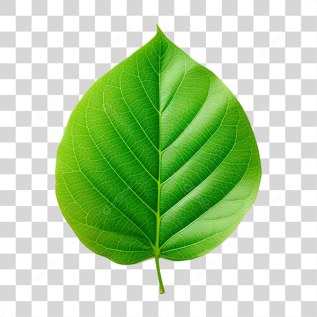 Folha Verde PNG Transparente