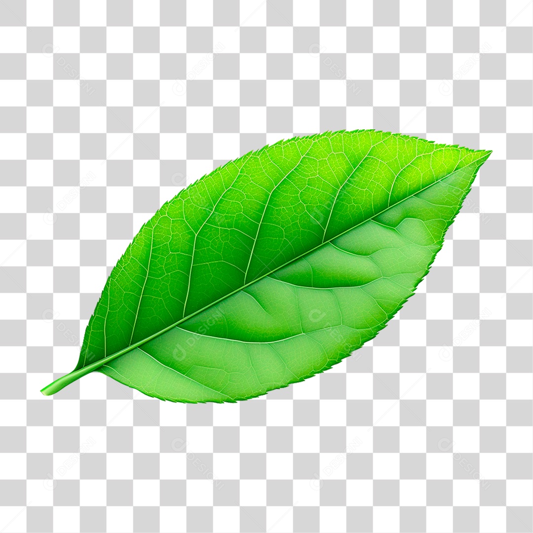 Folha Verde PNG Transparente