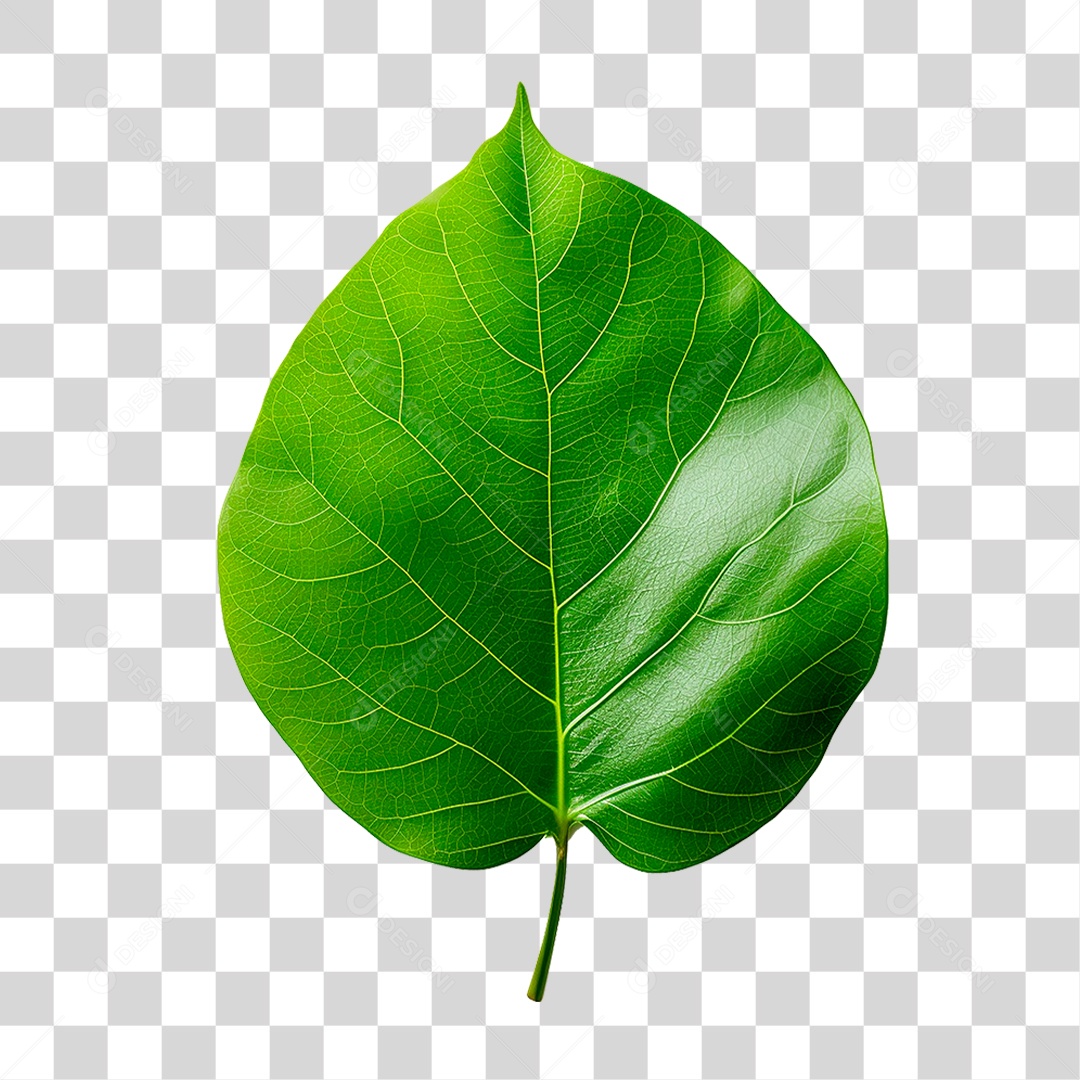 Folha Verde PNG Transparente