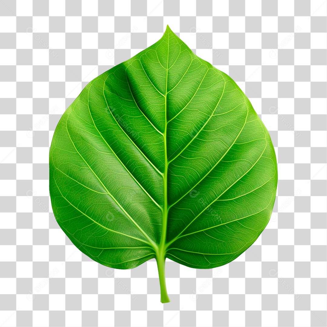 Folha Verde PNG Transparente