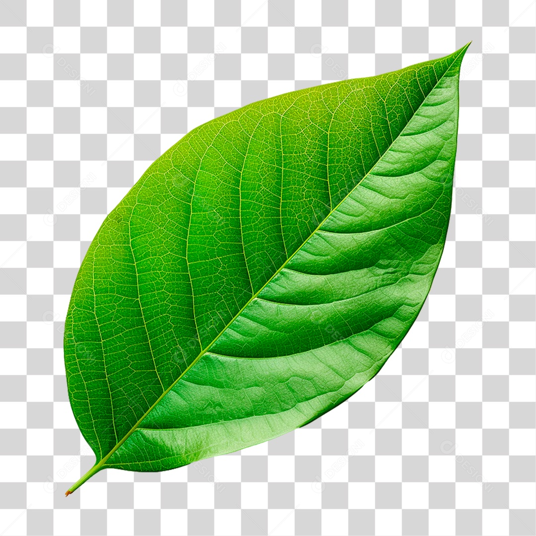 Folha Verde PNG Transparente