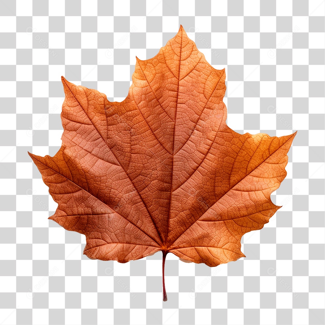 Folha Seca PNG Transparente